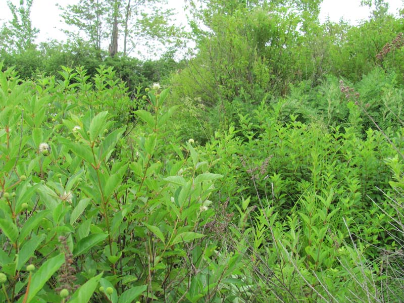 Buttonbush wetland